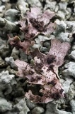Xanthoparmelia cumberlandia image