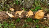 Pseudoarmillariella ectypoides image