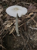 Amanita sect. Vaginatae image