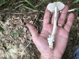 Amanita sect. Vaginatae image