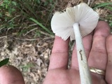 Amanita sect. Vaginatae image