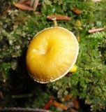 Cyptotrama chrysopepla image