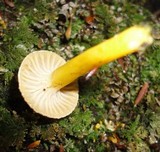 Cyptotrama chrysopepla image