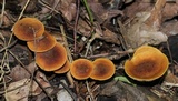 Xeromphalina tenuipes image