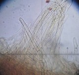 Lepiota subgracilis image