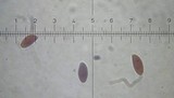 Lepiota subgracilis image