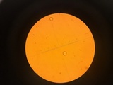 Amanita sect. Vaginatae image