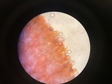 Amanita sect. Vaginatae image