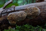 Gloeophyllum sepiarium image