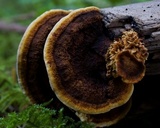 Gloeophyllum sepiarium image
