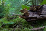 Gloeophyllum sepiarium image