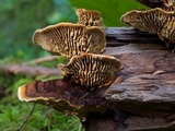 Gloeophyllum sepiarium image