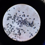 Psathyrella seymourensis image