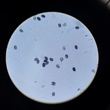 Psathyrella seymourensis image