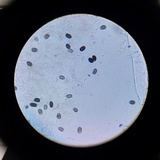 Psathyrella seymourensis image