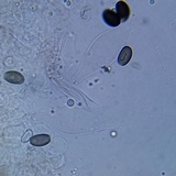Psathyrella seymourensis image