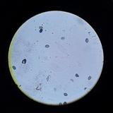 Psathyrella seymourensis image
