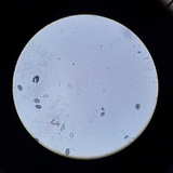 Psathyrella seymourensis image