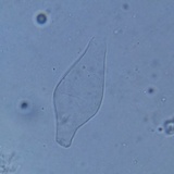 Psathyrella seymourensis image