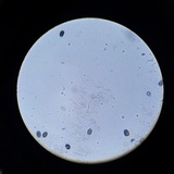 Psathyrella seymourensis image