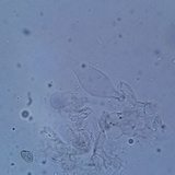 Psathyrella seymourensis image