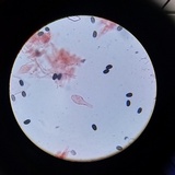 Psathyrella seymourensis image