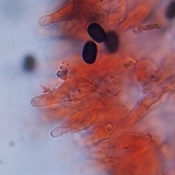 Psathyrella seymourensis image