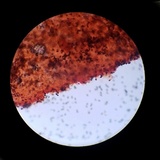 Psathyrella seymourensis image