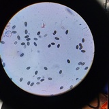 Psathyrella oregonensis image