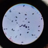 Psathyrella oregonensis image
