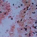 Psathyrella oregonensis image