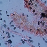 Psathyrella oregonensis image