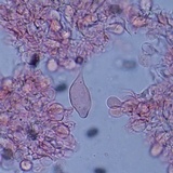 Psathyrella oregonensis image