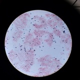 Psathyrella oregonensis image