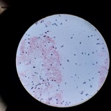 Psathyrella oregonensis image