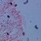 Psathyrella oregonensis image