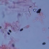 Psathyrella oregonensis image