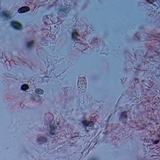Psathyrella oregonensis image