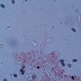 Psathyrella oregonensis image