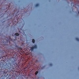 Psathyrella oregonensis image