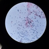 Psathyrella oregonensis image