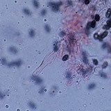 Psathyrella oregonensis image