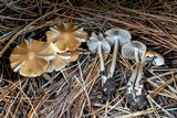 Psathyrella oregonensis image