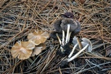 Psathyrella oregonensis image