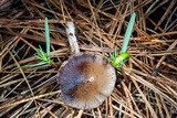 Psathyrella oregonensis image