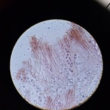 Gyromitra ambigua image