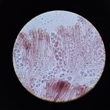Gyromitra ambigua image