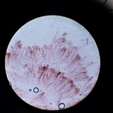 Gyromitra ambigua image