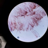 Gyromitra ambigua image