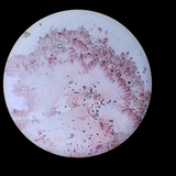 Gyromitra ambigua image